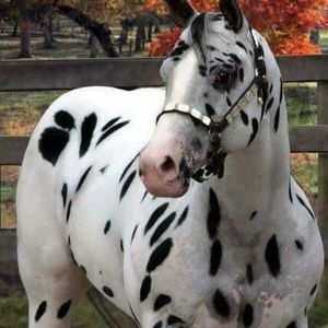 Meet your Posher, Terry